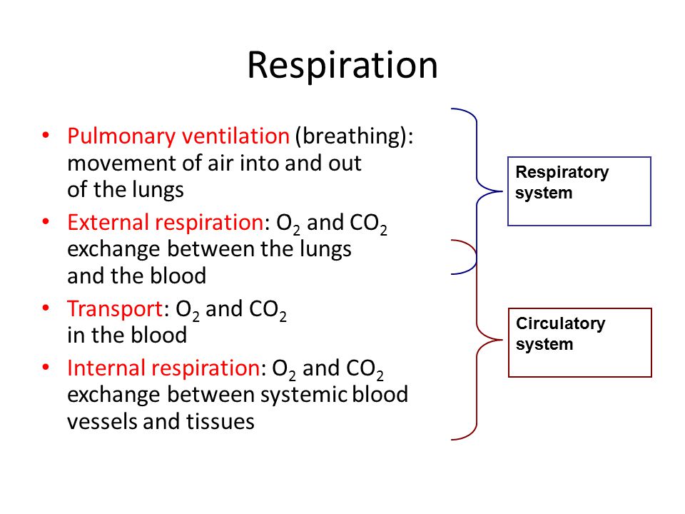 Pulmonary Ventilation or Breathing Essay Sample